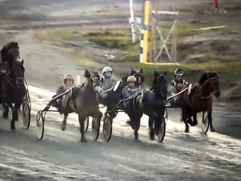Smedheim Solan har kopplat grepp i Nordgubbens Minne på tisdagkvällen och vinner före Björs Frej och Järvsöodin. Favoriten Tangen Haap trött på innerspåret. Foto: ATG Live Foto av ATG Live